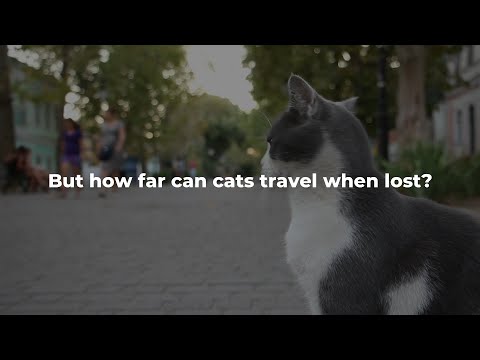 How Far Can Cats Travel When Lost