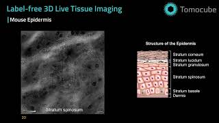 Mouse Epidermis  - Label free 3D live tissue imaging