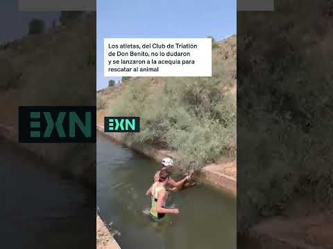 Dos atletas extremeños rescatan a un ciervo atrapado en una acequia