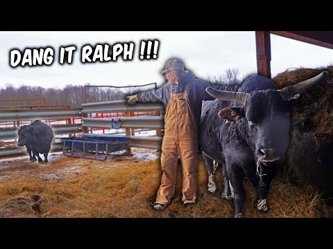 What Its REALLY Like Running A Bucking Bull Ranch!