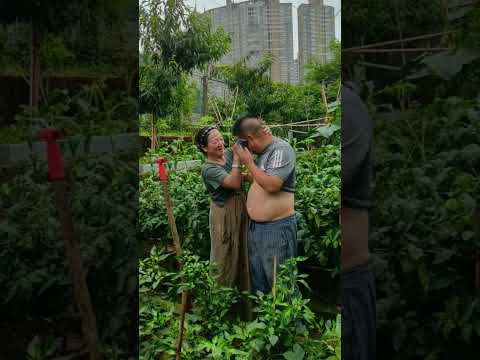 看见我累得满头是汗，老婆心疼了#夫妻记录生活 #我家小菜园@绽放的菊