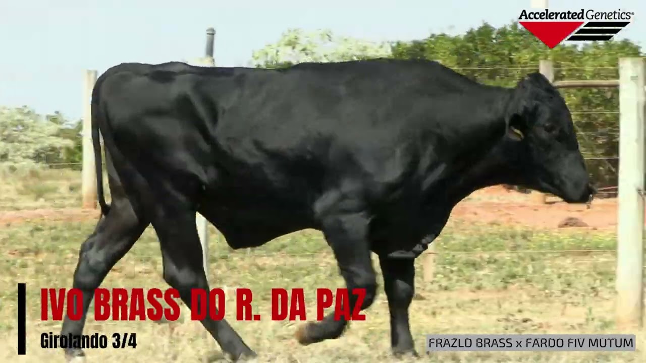 Vídeo IVO BRASS DO R. DA PAZ