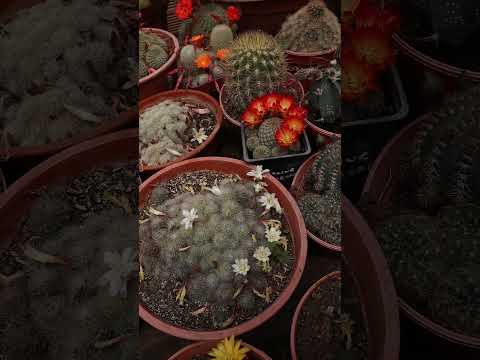 Sulcorebutia tarabucoensis - Rebutia canigueralli