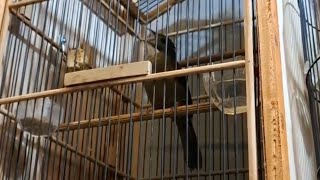 Download lagu masteran cucak jenggot gacor full mbeset kasar mp3 Download lagu masteran cucak jenggot gacor full mbeset kasar mp3