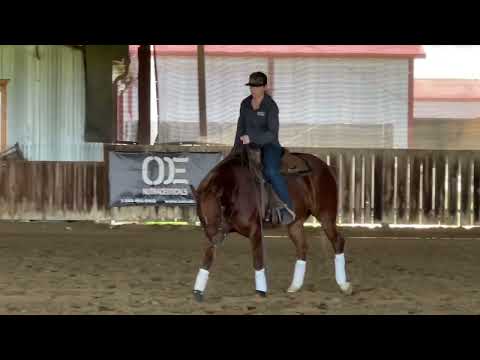 Night Time Mamba - 5yo mare by Ref Black Mamba