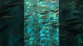 のとじま水族館 魚群