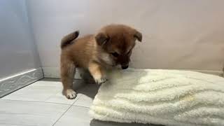 柴犬の動画01