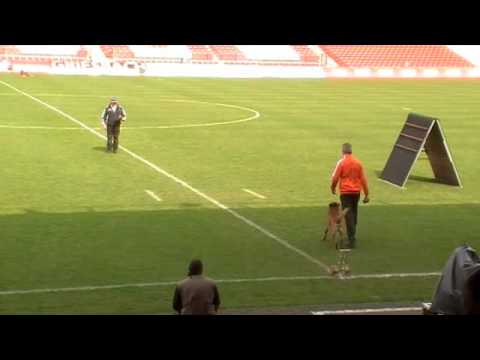 WK FMBB 2010 - Fiderex van Joefarm - Obedience