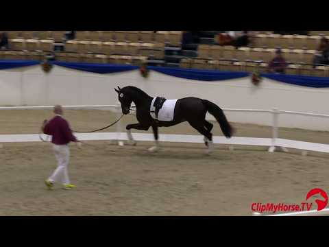 Die Verbandshengste 2020 - Fidano v. Fidertanz-Silvano