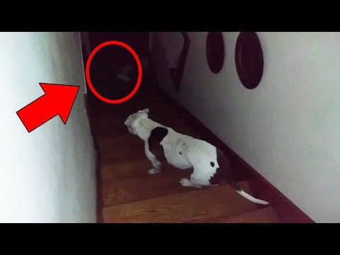 Cats and Dogs That Saw Something Their Owners Couldn't See : ESP and the Supernatural