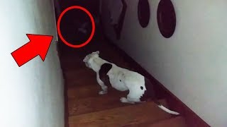 Cats and Dogs That Saw Something Their Owners Couldn&#39;t See : ESP and the Supernatural