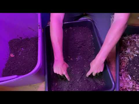 My Take On New Worm Castings Harvest Method - The WEDGE SYSTEM