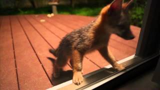 Super Cute Baby Foxes Playing in the Backyard!