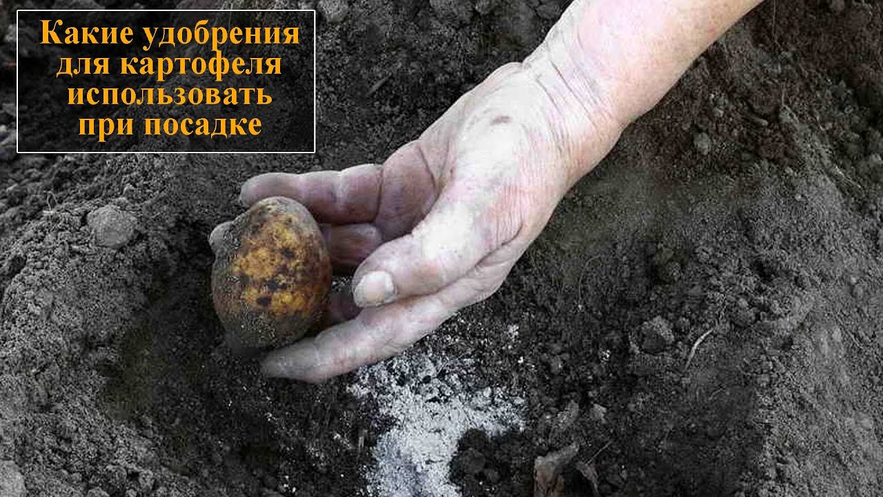 Навоз для картофеля. Удобрение для картофеля при посадке весной. Лунки под картошку. Посадка картофеля в лунку добавить. Посадка картофеля в лунку добавить.