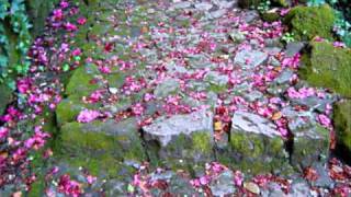 Roberto Carlos -as flores do jardim da nossa casa.