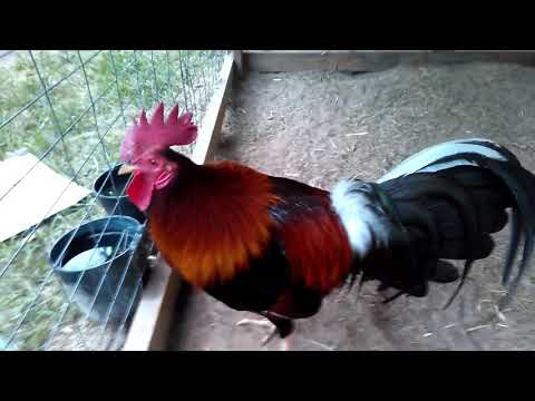 Gallo y gallina radio