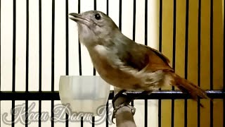 Download lagu Flamboyan Betina Gacor || Pancingan Paling Ampuh Untuk Burung Flamboyan mp3