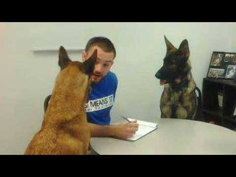 Les chiens ne peuvent pas s'empêcher d'être excessivement dramatiques avec leurs maîtres vidéo drôle de chien et d'homme