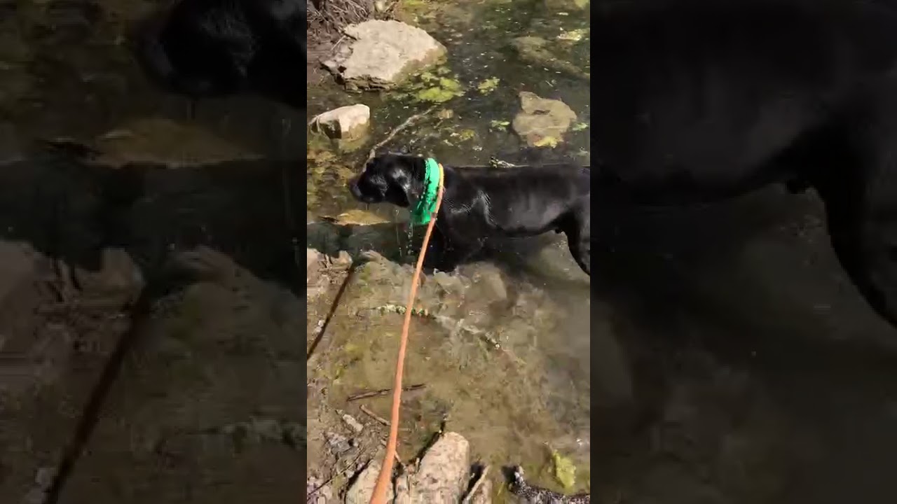 Shane, a Adoptable Mixed Breed in Chattanooga, TN video 6/6