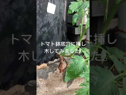 鉢植えでよく育つトマト: 成長を促進してこれを達成するにはどうすればよいでしょうか?  庭園