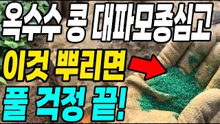옥수수 콩 대파모종심고 이것 뿌리면 풀 걱정 끝! 농사 몇배는 편해집니다