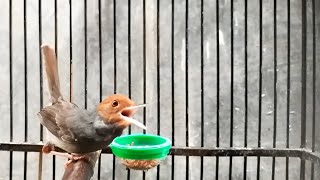 Download lagu Suara Prenjak Merah PIKAT Ini Paling DiCari - Bikin Semua Jenis Pernjak Liaran AUTO Respon & NYAUT mp3