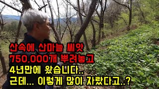 산속에 산마늘 씨앗 750,000개 뿌려놓고 4년만에 왔습니다..대박입니다...