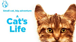 A Cat's Life (2023) Video