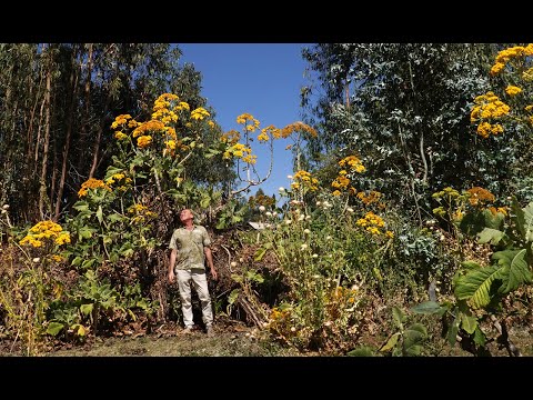 FIELD TRIP WITH PATRICK BLANC IN ETHIOPIA - NORTHERN PART