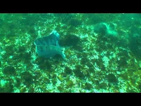 Årskavalkade Ishavsbyen Dykkerklubb 2007