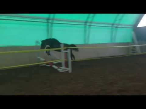 Freispringen 2 - jähriger Hengst ( Balout de Rouet x Silverstone x Jus de Pomme)