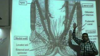 Dr.Ahmed El-Zeiny - Pelvis 6 -" Anal Canal &Ischio-Rectal Fossa "  - Part 3