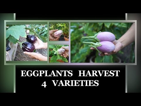 , title : 'Four Eggplant Varieties Harvested - How To Harvest Eggplants'