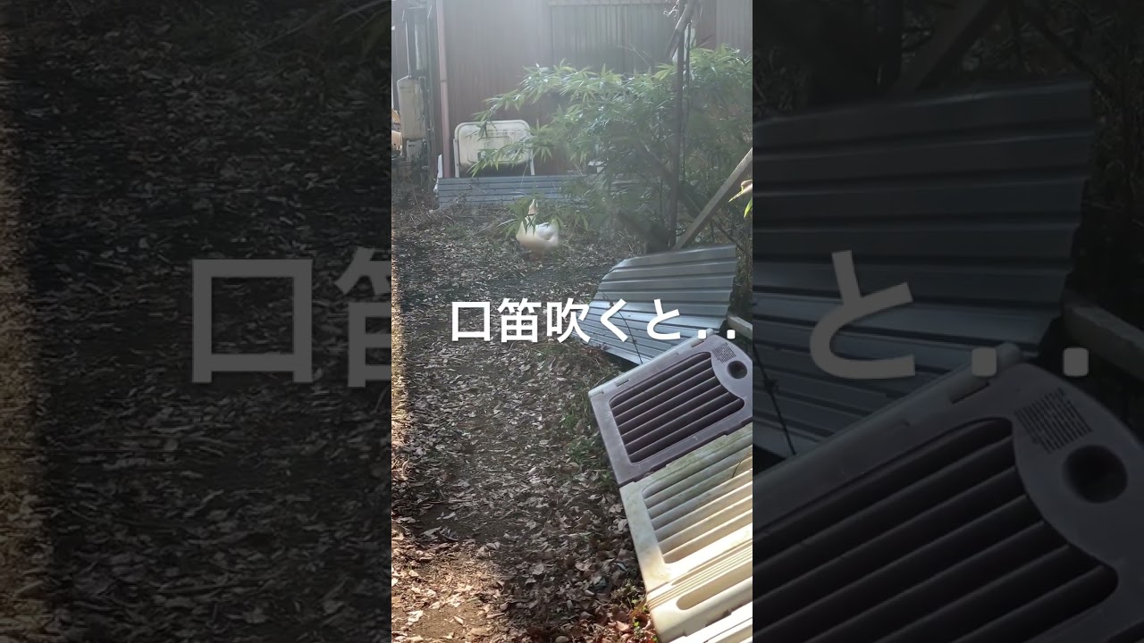 口笛吹くと...  #アヒル　#duck  #shorts