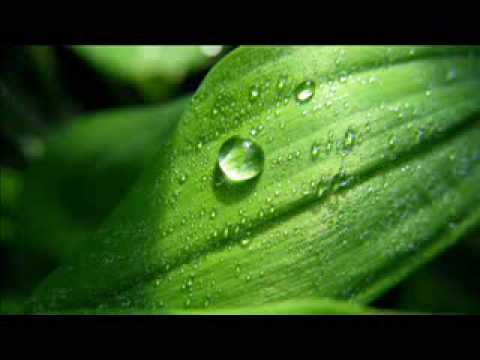 Oscillist - Evergreen