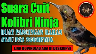 Download lagu Suara pancingan Cuit Kolibri Ninja / cocok buat pancingan bahan mp3