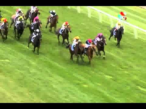 2011 RQs Best 4YO and Up Thoroughbred