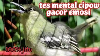 Download lagu AWAS CIPOW/SIRTUMU KONSLET JEBOL EMOSI DENGAR INI LANGSUNG ON NYAUT  mp3 Download lagu AWAS CIPOW/SIRTUMU KONSLET JEBOL EMOSI DENGAR INI LANGSUNG ON NYAUT  mp3