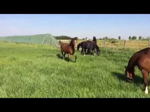 Escolar X Furstenball