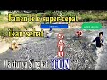 CARA CEPAT PANEN IKAN LELE DI KOLAM TANAH