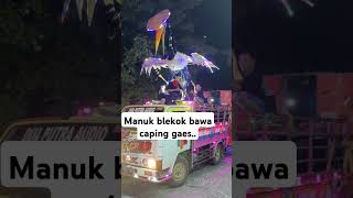Download lagu manuk blekok bawa caping gaess #viralvideo #fyp #funny mp3 Download lagu manuk blekok bawa caping gaess #viralvideo #fyp #funny mp3
