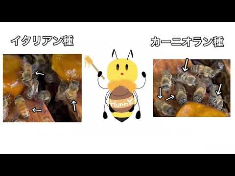 京都産業大学 生命科学部公認サークル「ミツバチ同好会BOOON!!」がお子様向けイベントを実施！