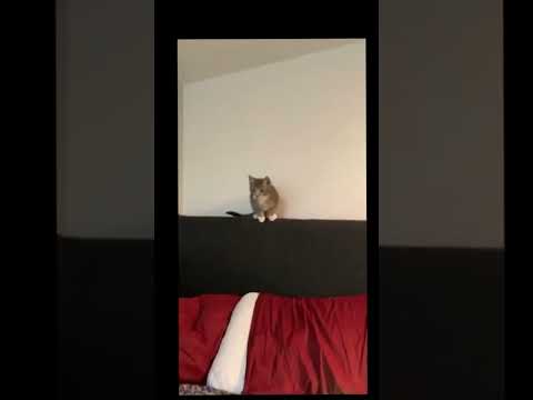 Beautiful Cat 🐱🐱🐱#catlover