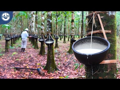 The Fascinating Process of Harvesting Natural Rubber from Hevea Trees.