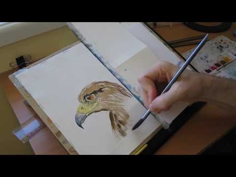 Hawk - October Daily Watercolor Sketch Challenge #24