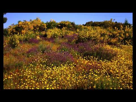 Coutada Covilhã PORTUGAL - Menina Estás à Janela - (Helder Pereira) - Spring in Coutada - HD / HQ