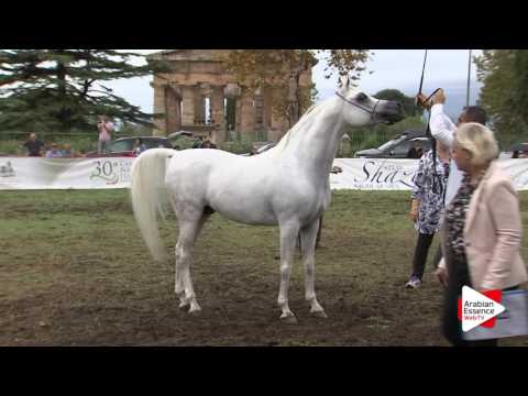 2016 - Italian National Ch.. - Stallions 7-9 years (Class 11) - 3rd place: n°109 TF STAR IBN PSEQUEL