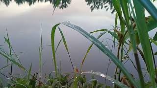 Download lagu story wa dan instagram untuk ucapan selamat pagi. mp3