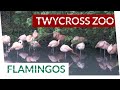 Chilean Flamingos At Twycross Zoo