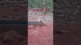 canto do canário do mato